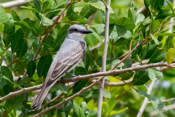 Everglades, Lucky Hammoch C111 - Kingbird, Gray (23)