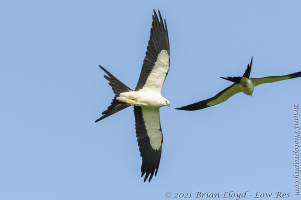 FL, Dixie, Trenton, Swallowtail Kites 2021-07-23 323