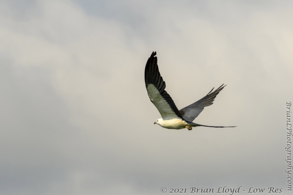 FL, Dixie, Trenton, Swallowtail Kites 2021-07-23 342
