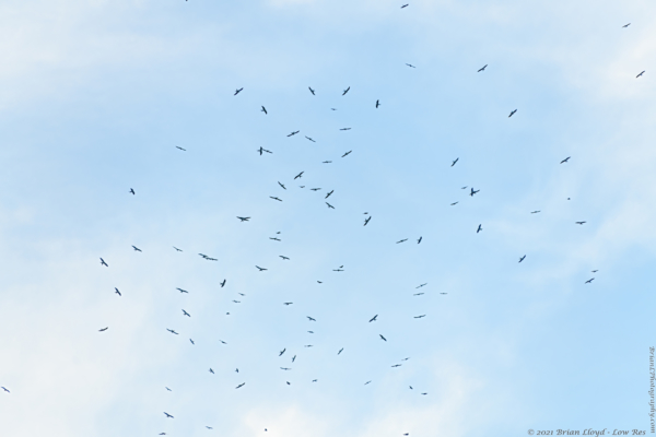 FL, Dixie, Trenton, Swallowtail Kites, Kettle 2021-07-23 1096