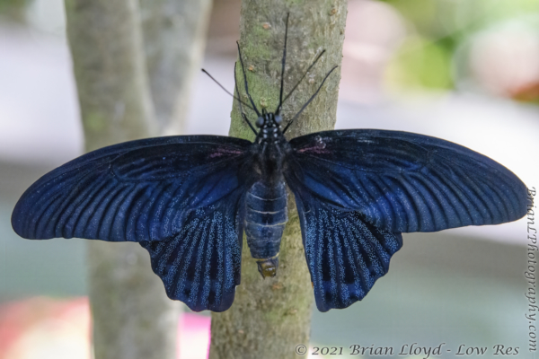 FL-Gainesville McGuire Ctr_21-03-13 - Swallowtail, Great Mormon (Papilio memnon) Asia