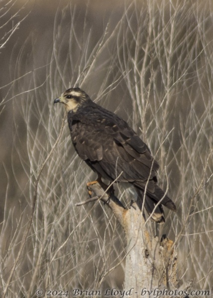 FordsArm-Birds_2015_01_28 - Kite, Snail (1)5x7-300dpi