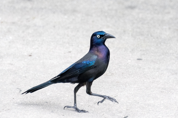 Fort Myers 2022-01-04 - Grackle, Common