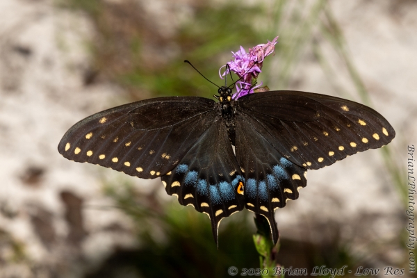 Frank-HickoryLnd_2020_09_11 - Swallowtail, Black