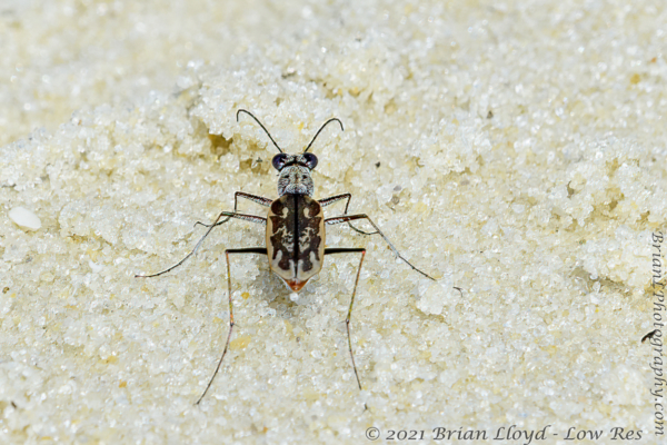 Franklin_Bald Point SP - Beetle, Tiger (2)