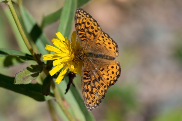 Fritillary, Atlantis Day-04 Kamloops-Clearwater 2022-09-18 255