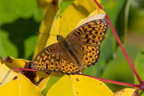 Fritillary, Atlantis Day-04 Kamloops-Clearwater 2022-09-18 279