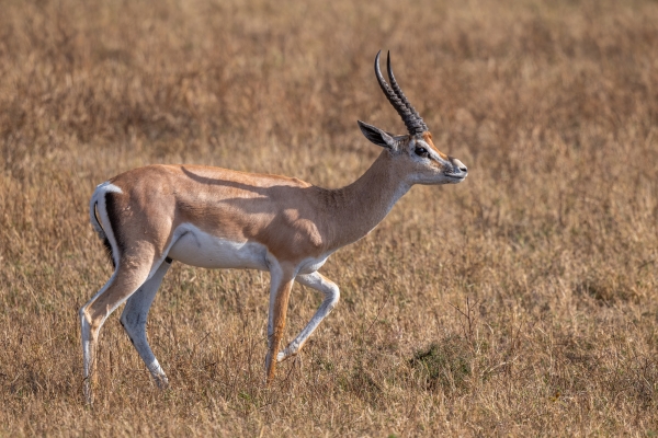 Gazelle, Grant's D05 NgC 231010 082940_