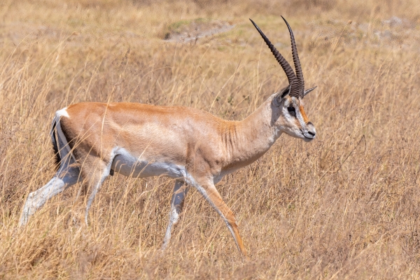 Gazelle, Grants D05 NgC 231010 095200_