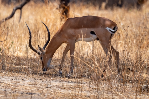 Gazelle, Impala D03 Tarangire NP 2023-10-08 66_