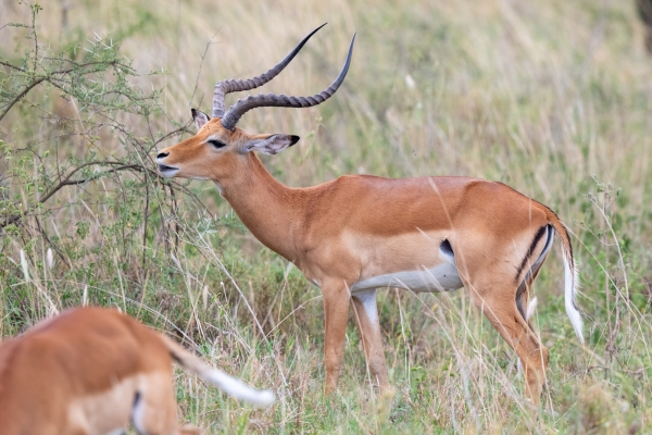 Gazelle, Impala D06 NgC to Serengeti C 231011 160136