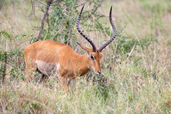 Gazelle, Impala D06 NgC to Serengeti C 231011 160226