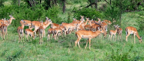 Gazelle, Impala D10 Serengeti N Nyikani 231015 154530 _01