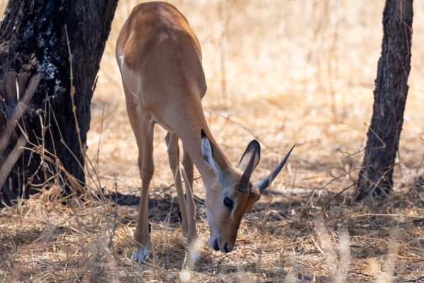 Gazelle, Impala (Juv) D03 Tarangire NP 2023-10-08 77_