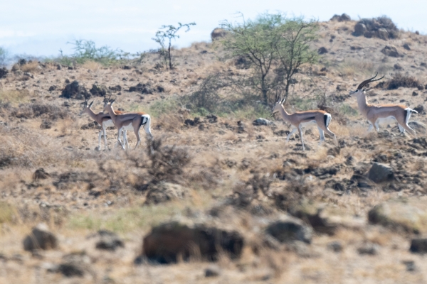 Gazelle, Thomson Grant D02 Maasai Original 2023-10-07 558_