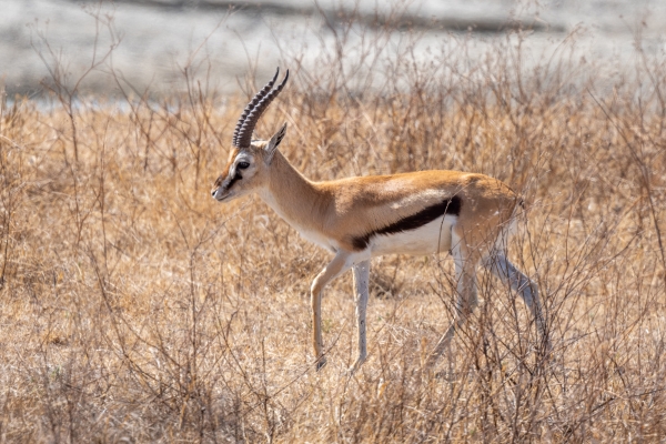 Gazelle, Thomson's D05 NgC 231010 093143