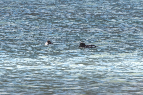 Goldeneye, Common Day-11 Jasper - Banff 2022-09-25 135