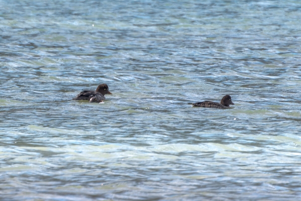 Goldeneye, Common Day-11 Jasper - Banff 2022-09-25 154