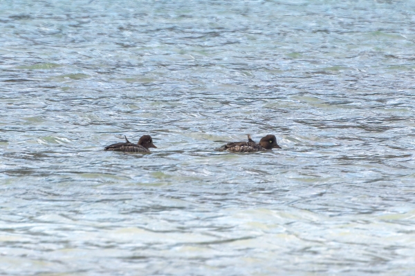 Goldeneye, Common Day-11 Jasper - Banff 2022-09-25 170