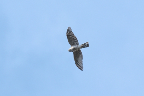 Hawk, Sharp-shinned Day-10 Jasper Moab Lake 2022-09-24 89