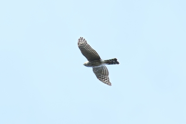 Hawk, Sharp-shinned Day-10 Jasper Moab Lake 2022-09-24 97