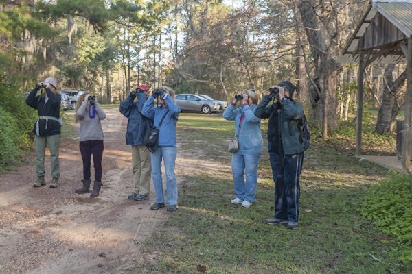 GradyCo_Birdsong_2015_12_05-55-s