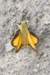 Grand Mesa Nat Forest_2015_07_11 - Skipper, Taxiles