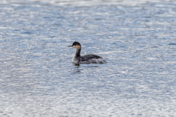 Grebe, Eared Day-03 Vancouver 2022-09-17 652