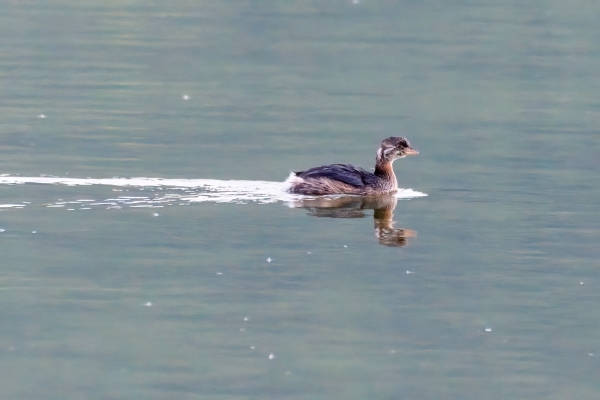 Grebe, Pied-billed (Juv) Day-14 Banff Sunset Astro 2022-09-27 41