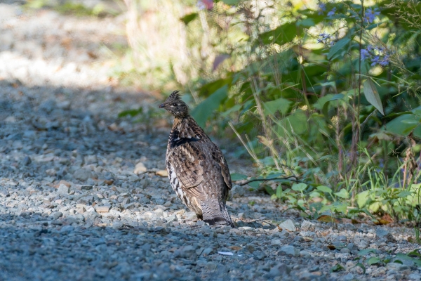 Grouse, Ruffed Day-04 Kamloops-Clearwater 2022-09-18 151