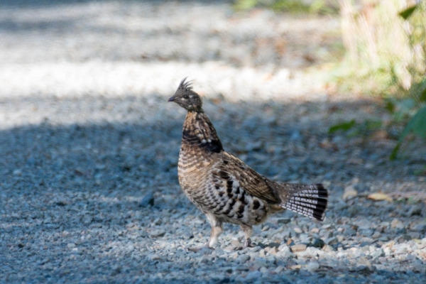 Grouse, Ruffed Day-04 Kamloops-Clearwater 2022-09-18 158