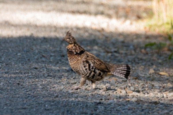 Grouse, Ruffed Day-04 Kamloops-Clearwater 2022-09-18 162