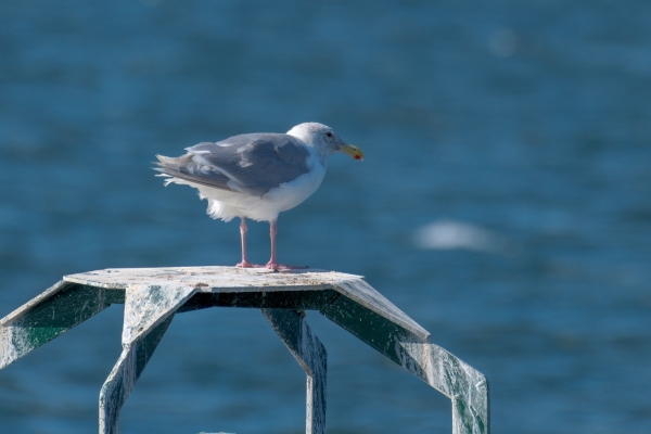 Gull, Glaucous-winged Day-02 Vancouver 2022-09-16 376