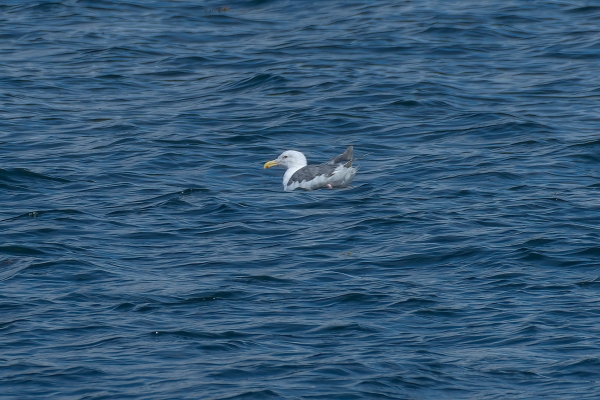 Gull, Glaucous-winged Day-02 Vancouver 2022-09-16 395