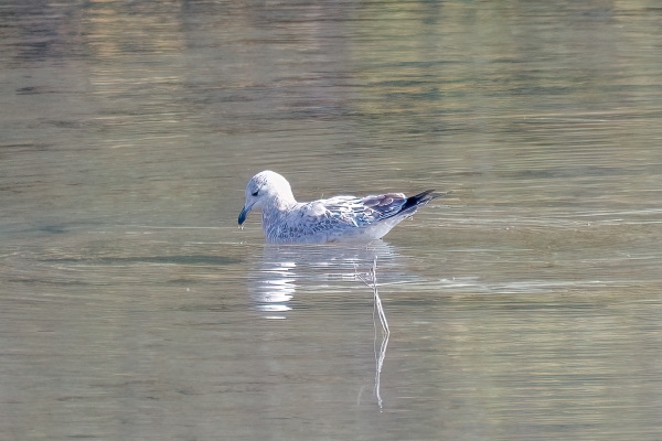 Gull, Ring-billed (Imm) Day-12 Banff Louise Minnew 2022-09-26 198