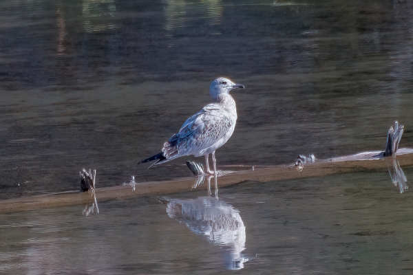 Gull, Ring-billed (Imm) Day-12 Banff Louise Minnew 2022-09-26 216