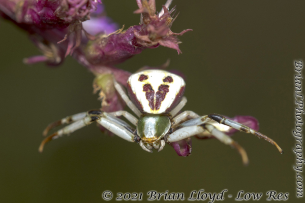 Hickory Landing 2021-09-26 - Spider, Crab, White-banded