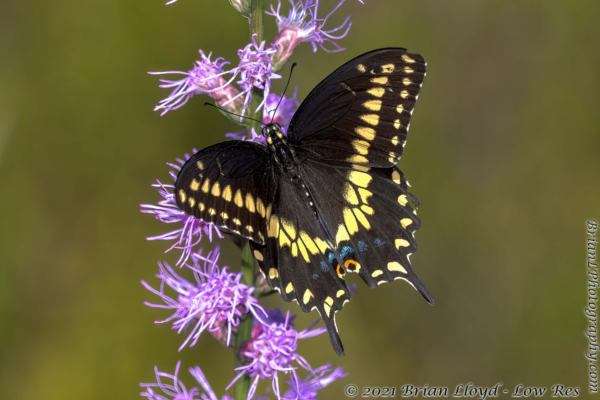 Hickory Landing 2021-09-26 - Swallowtail, Black