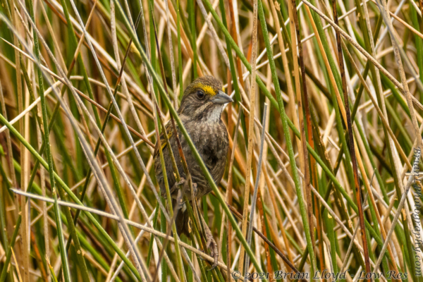 Hickory Mounds BBWMA - Sparrow, Seaside (2-cp)