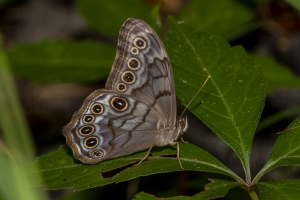 Hils-SimmonsSPFL_2020_06_24 - Pearly-eye, Creole (5)