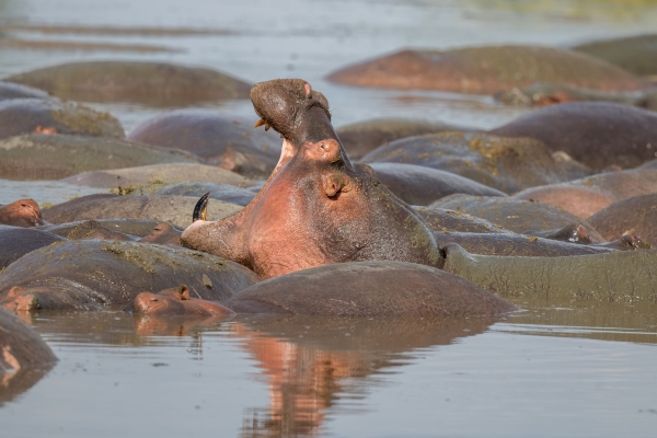 Hippopotamus D06 NgC to Serengeti C 231011 151324