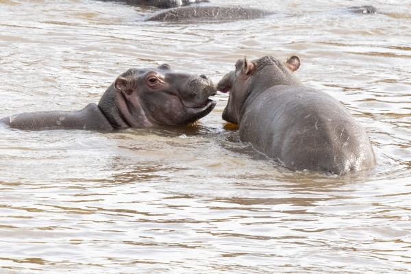 Hippopotamus D11 Serengeti N Nyikani 231016 090130 _02