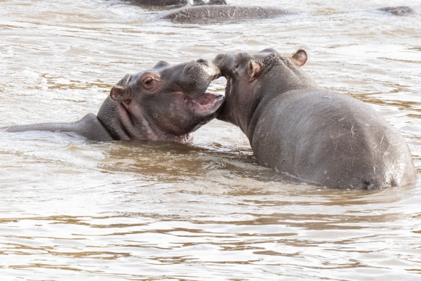 Hippopotamus D11 Serengeti N Nyikani 231016 090130 _03