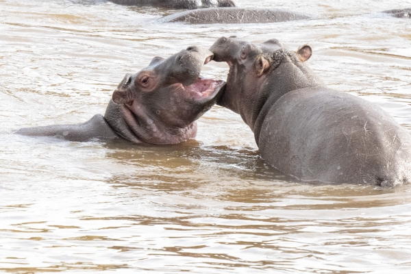 Hippopotamus D11 Serengeti N Nyikani 231016 090131