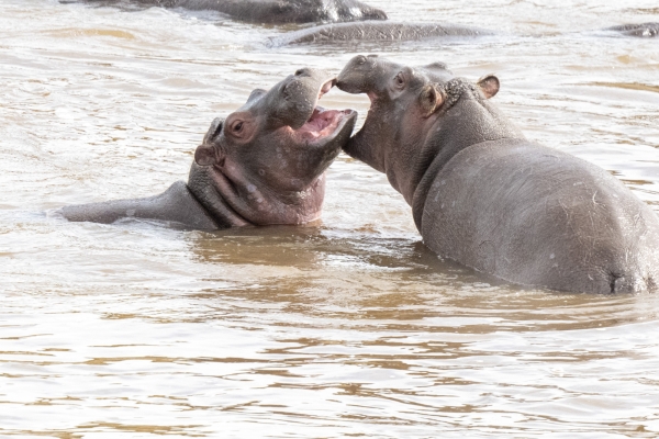 Hippopotamus D11 Serengeti N Nyikani 231016 090131 _01