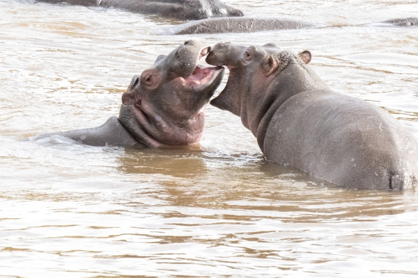 Hippopotamus D11 Serengeti N Nyikani 231016 090131 _02