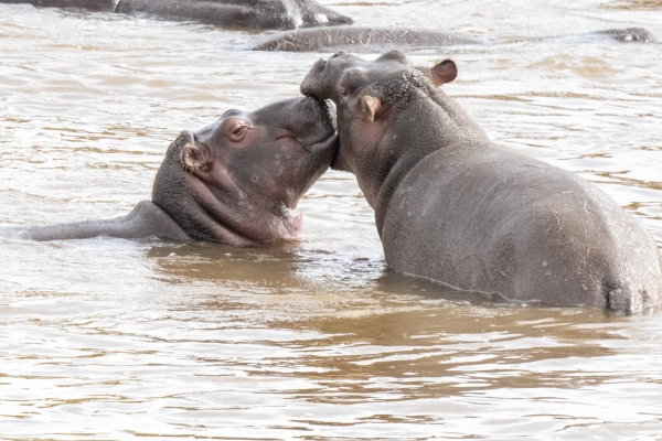 Hippopotamus D11 Serengeti N Nyikani 231016 090132 _04