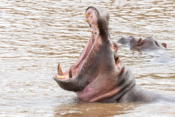 Hippopotamus D11 Serengeti N Nyikani 231016 090323 _01