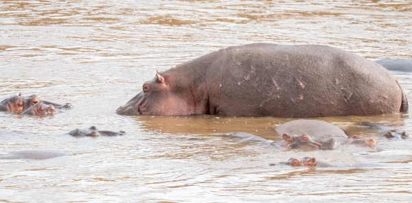 Hippopotamus D11 Serengeti N Nyikani 231016 090452