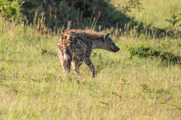 Hyena D10 Serengeti N Nyikani 231015 080044_